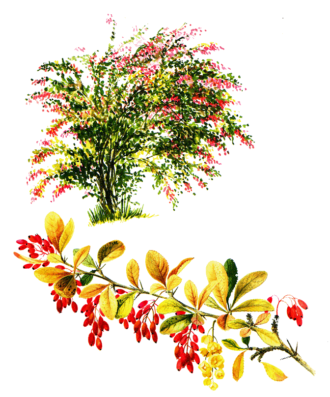 fleurs et nature (146).gif